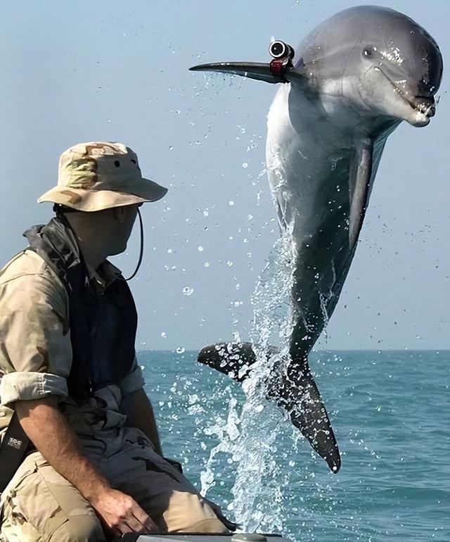 训练海洋哺乳动物打仗?凶悍的海狮负责刺杀,聪慧的海豚去排雷