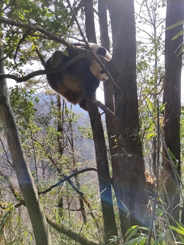 大熊猫为何成为国宝?“找对象”前还要“比武招亲”
