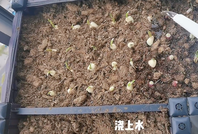 郑恺|郑恺老婆晒隔离日常：豪宅内搭帐篷看夜景很惬意，1岁女儿罕露面