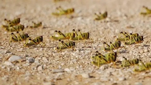 动物趣闻:昆虫的习性如何的,如何看待它们的行为?