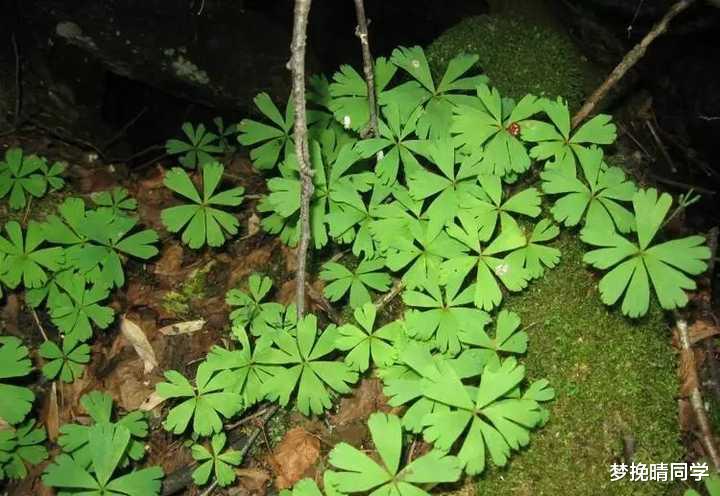 秦岭发现奇特植物,只有一叶一花,很娇弱却从恐龙时代生存到现在