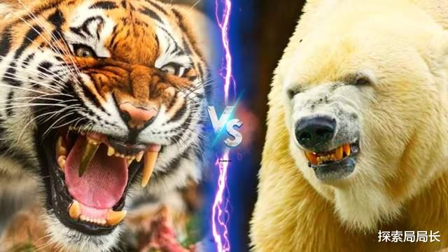 东北虎vs北极熊,当猫科二弟遇到熊科一哥,谁会笑到最后呢?