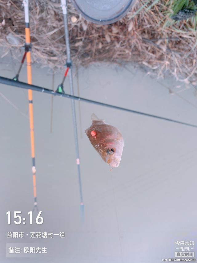 饵料|【钓鱼之家虾粉】平台虾粉真牛逼,野钓电排沟爆连鲫