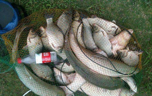 鲫鱼|清明过后野钓大鲫鱼，找准这些位置下竿，鱼儿上不停