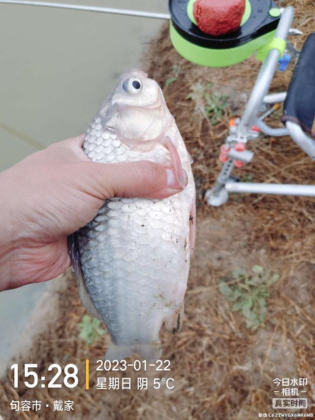 鱼塘|鱼儿身残志坚,人生亦如此!