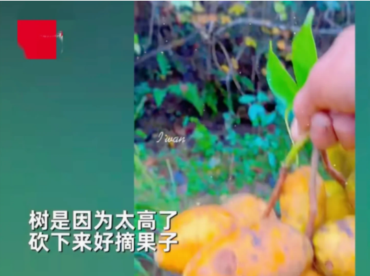 江西抚州,一男子上山发现一颗野果树,摘几个尝了一下,感觉特好吃