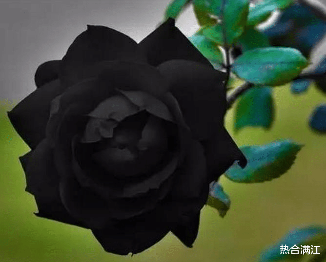 为什么世界上没有黑色的花？