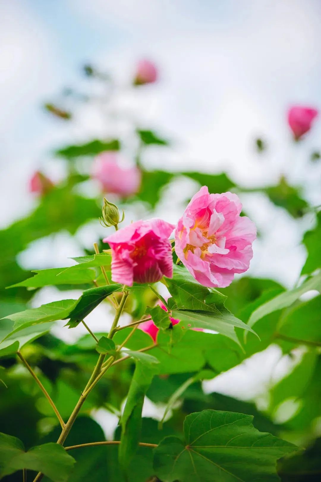 成都|最美蓉城金秋!公园城市5大美景等你解锁→