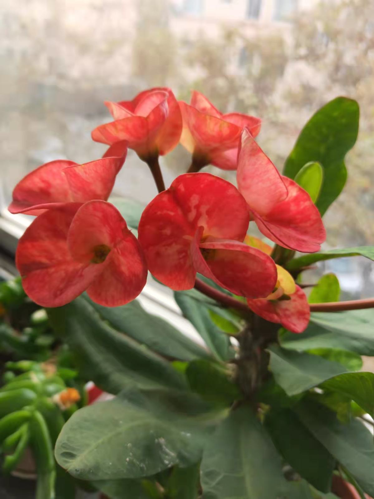 想在家里打造一个小花园,这6个方法要收藏,家里也变小花园