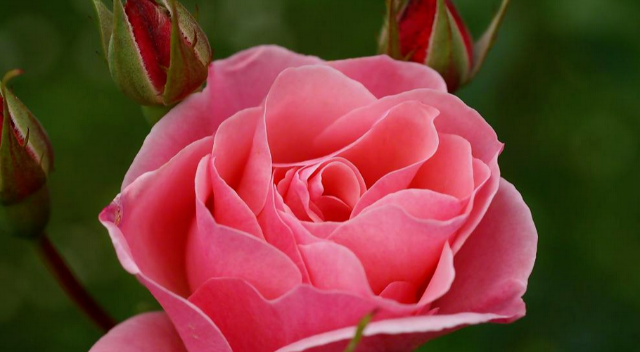 青山湖|好运光顾,所求皆如愿