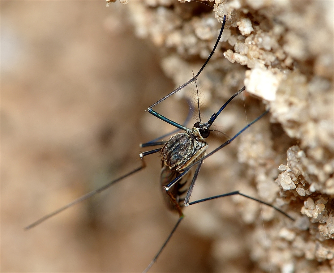 棕色背景上的蚊子照片摄影图片_ID:156509780-Veer图库