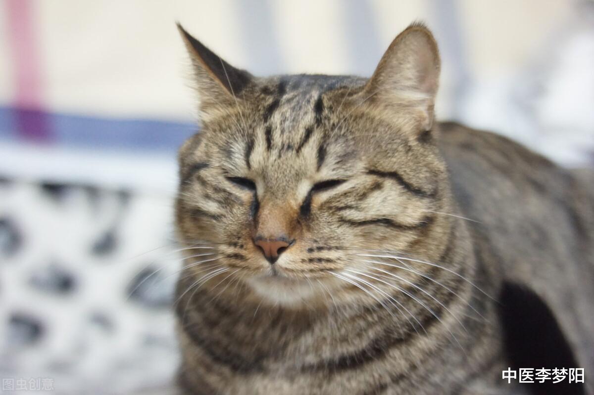 长寿|为什么夏天容易困？李医生告诉你答案，参考一个中成药，精神百倍