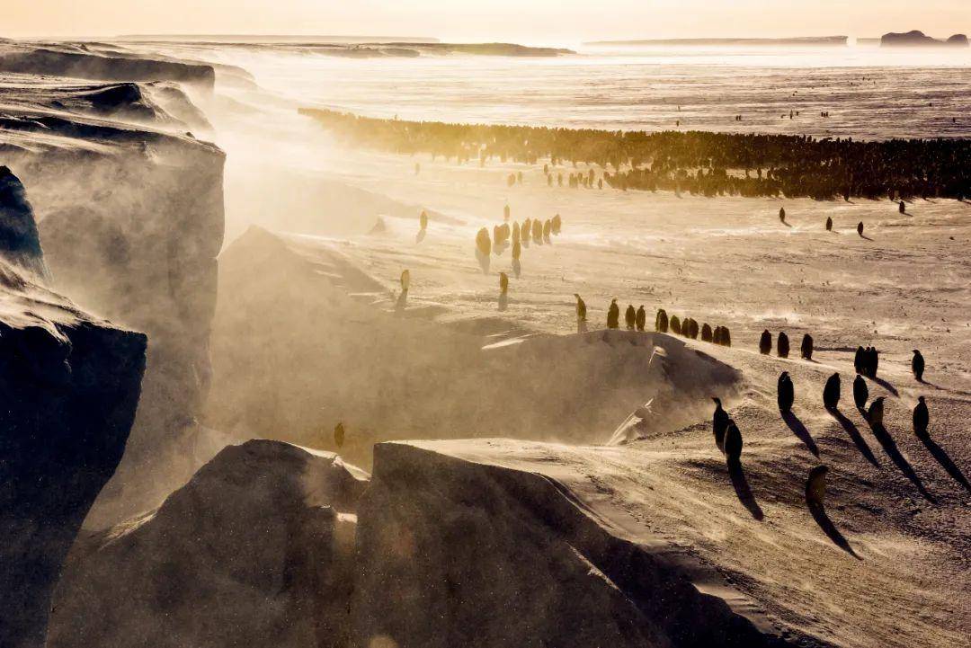 跟不上全球升温的企鹅，会“灭绝”吗？