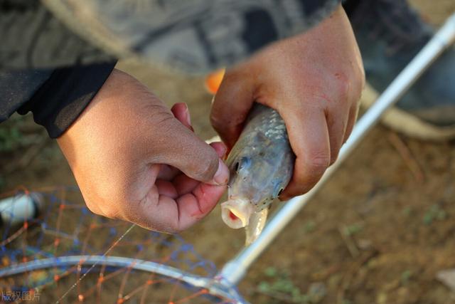 鲫鱼|冬季用什么饵料钓鲫鱼？我更偏向于蚯蚓，只因蚯蚓有3个好处