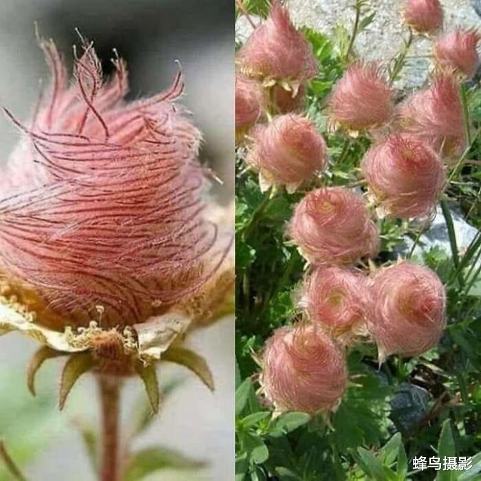 32张活久未见的照片,1200万年前的螳螂,15米长的泰坦巨蟒