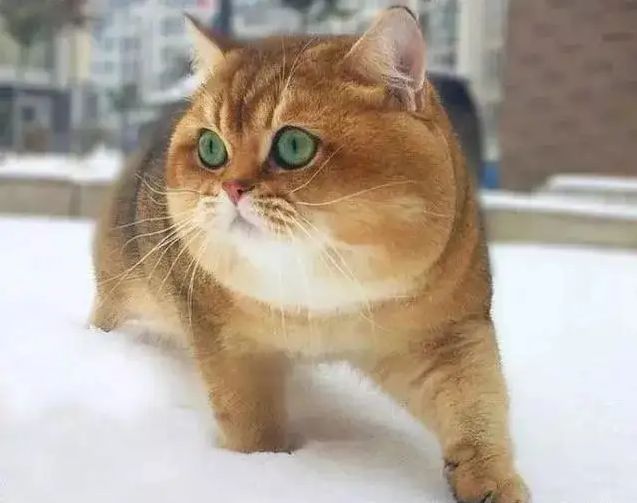 袖虎病猫攻略:猫咪减肥小妙招