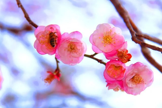 旅行社|赏得百花又一春！普洱踏春赏花攻略“鲜香”出炉