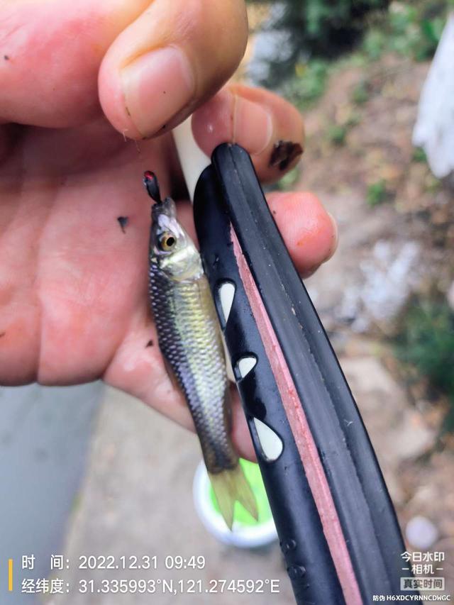 |2022年最后一钓，最大的鱼是斤鲫！