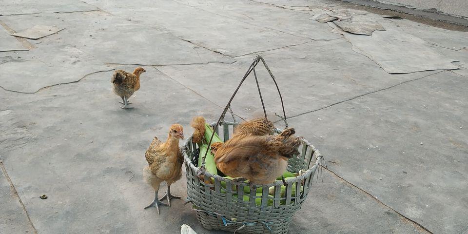 |当我把农村生活写成诗歌,浪漫的不是语言是生活