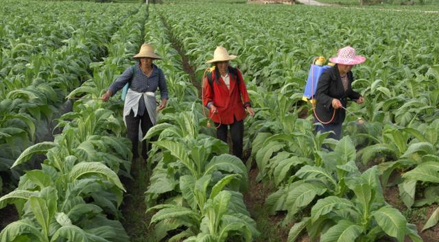 招聘|安徽省烟草专卖局开始招聘，包括财务物流等岗位，多个专业可报考