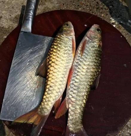 |体型似草鱼,曾经默默无闻,今在钓友圈火了,被称为“淡水之王”