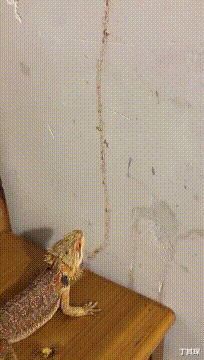 龙鱼|“钓鱼被咬了，不过钓到了一条招财龙鱼，不亏...”评论沸腾了