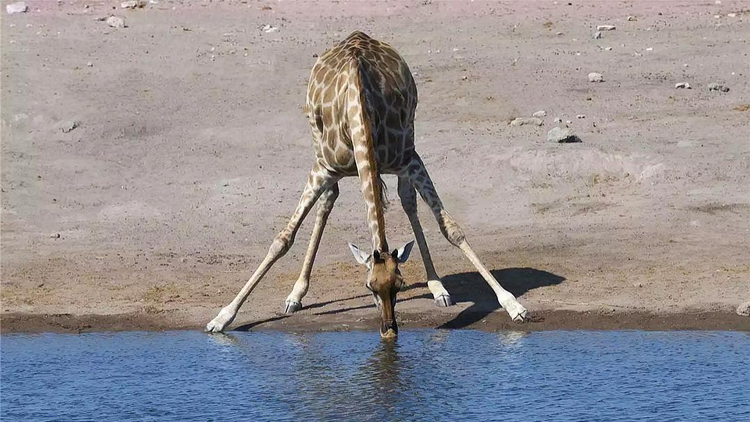 长颈鹿喝水都费劲，为啥要“进化”出那么长的脖子？