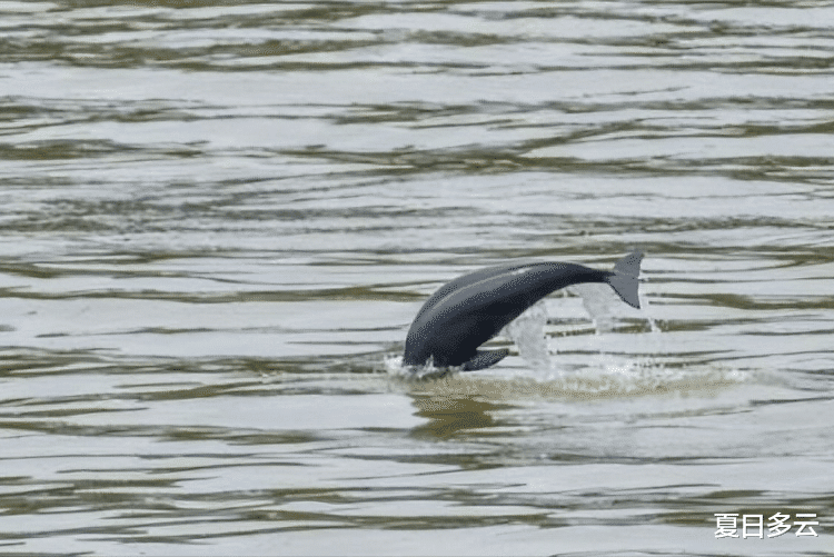 长江|长江10年禁渔计划才2年，鱼就多到局部泛滥，为何还要继续禁？