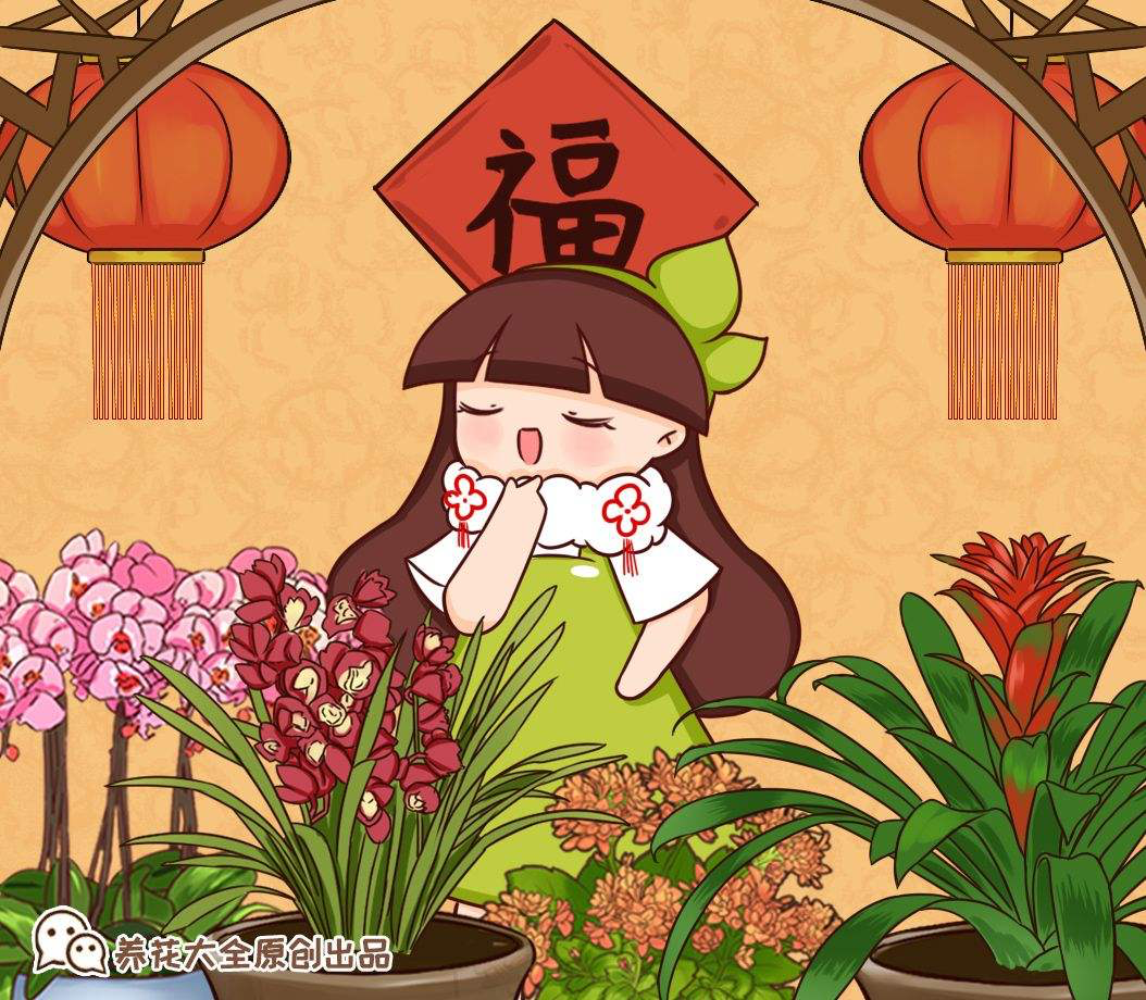 4种带“兰”字的花,过年遭哄抢,搬回家却变“一次性”,值吗