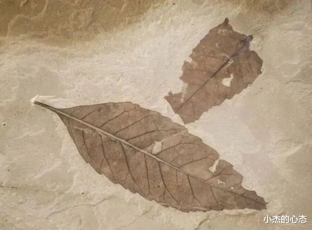 2300万年前的“树叶”,给人类“提了个醒”,那可以太空移居吗?