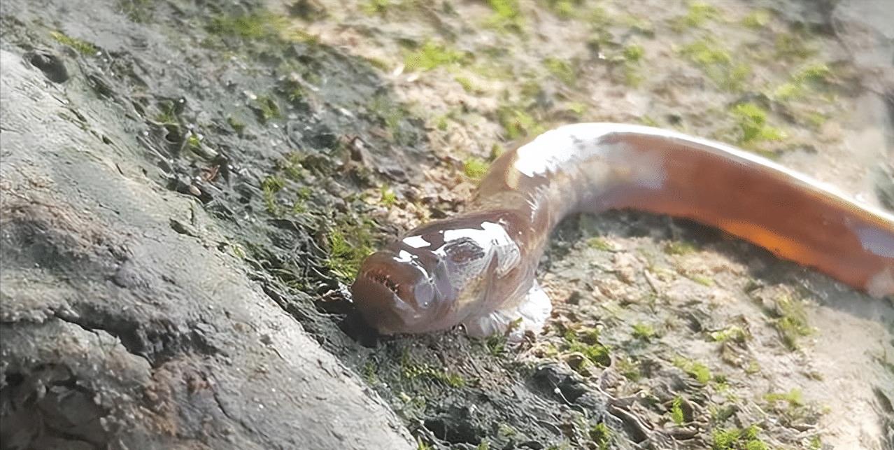 |安徽出现头部似外星生物的怪鱼,钓鱼人频繁钓获,网友:放心吃