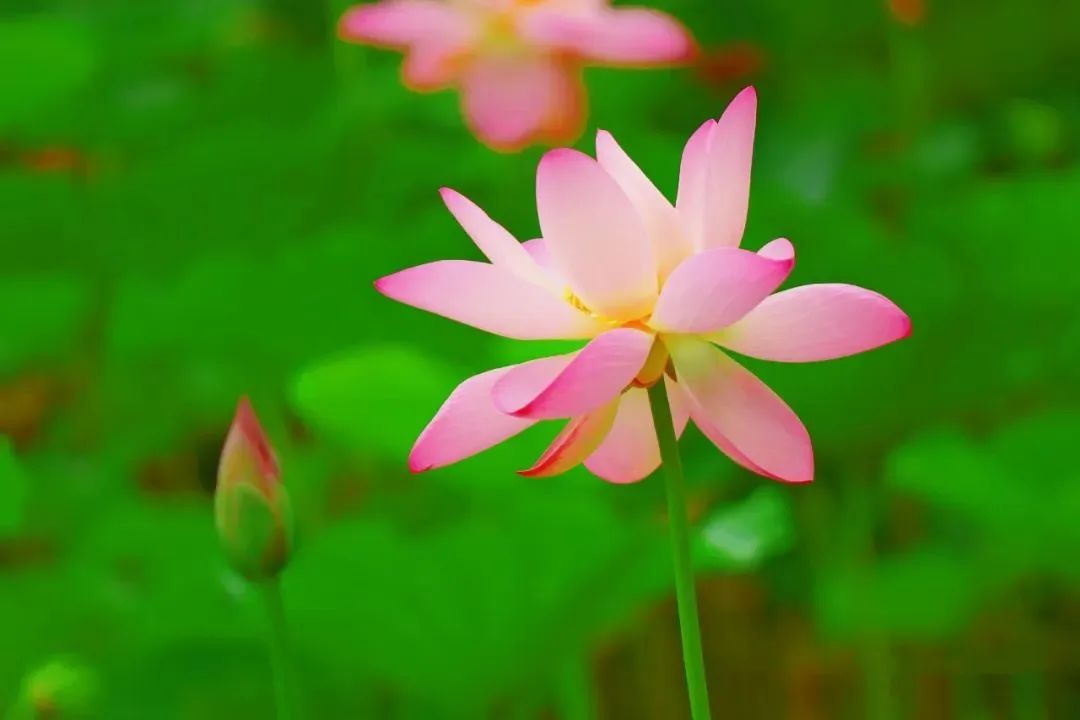良渚古城|南湖荷花别样红