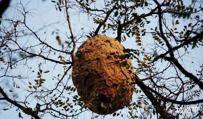 苹果公司|苹果公司捅了马蜂窝！俄罗斯苹果用户只能下载使用俄罗斯APP！