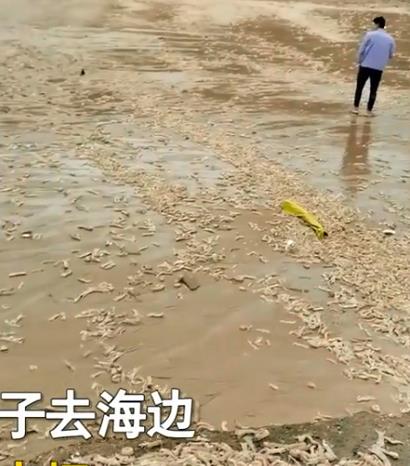 福建:男子在海边发现大量皮皮虾,放眼望去全都是,好多还是活得