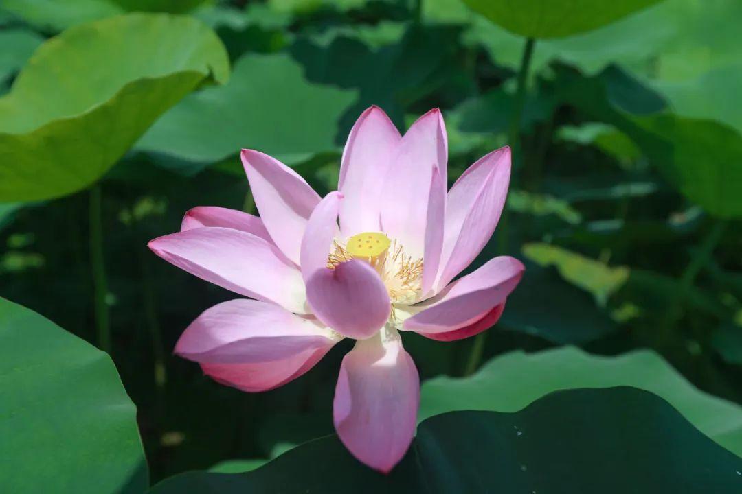 梯田|一秒坠入花海！咸宁人的“赏荷指南”又玩出新花样！