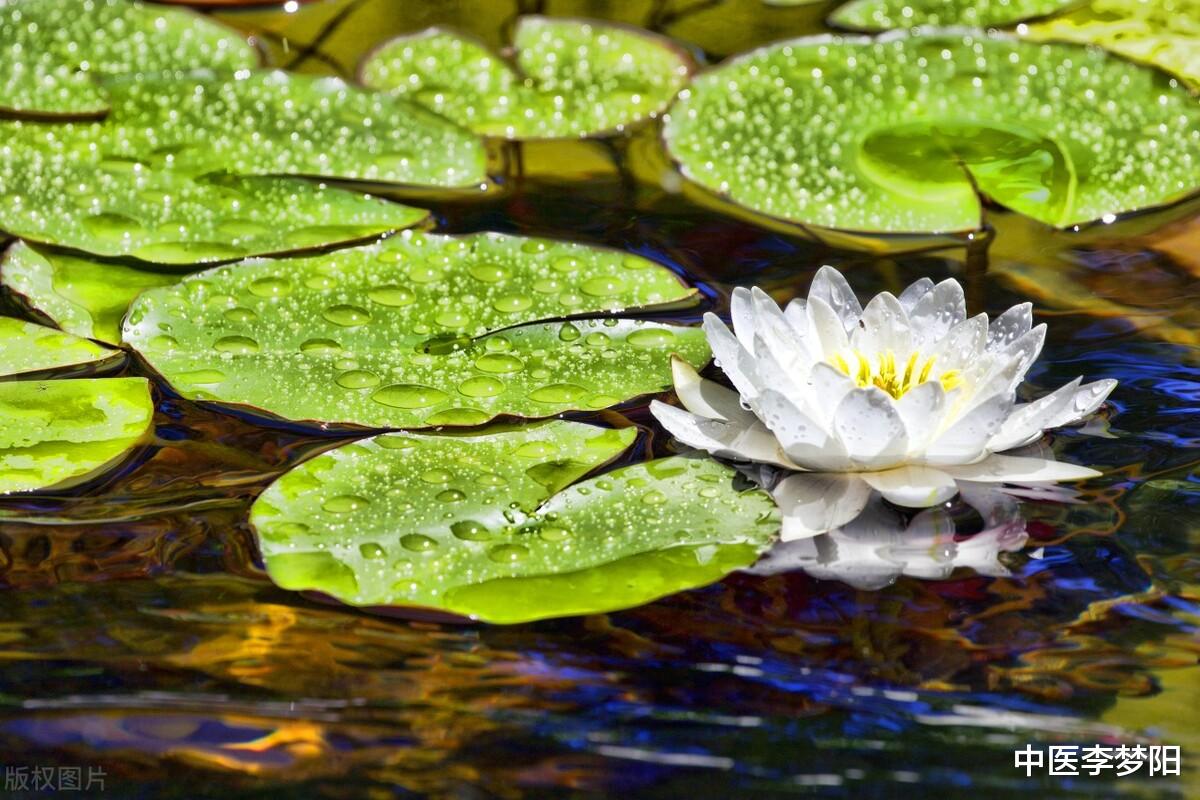 体检|你知道吗，莲子是一个敛精的中药，上敛心精，中敛脾精，下敛肾精