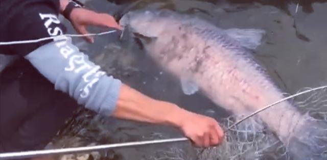 饵料|男子罕见钓获“米级”大鱼,鱼护装不下直接用绳子拴,网友:放生