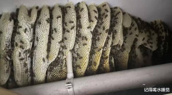 吓人!厕所吊顶里竟掏出巨大的...竟有160斤