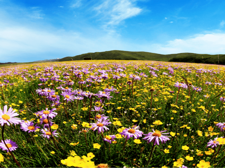 高原|5月26日开园！！俄么塘花海，已经开始美了！