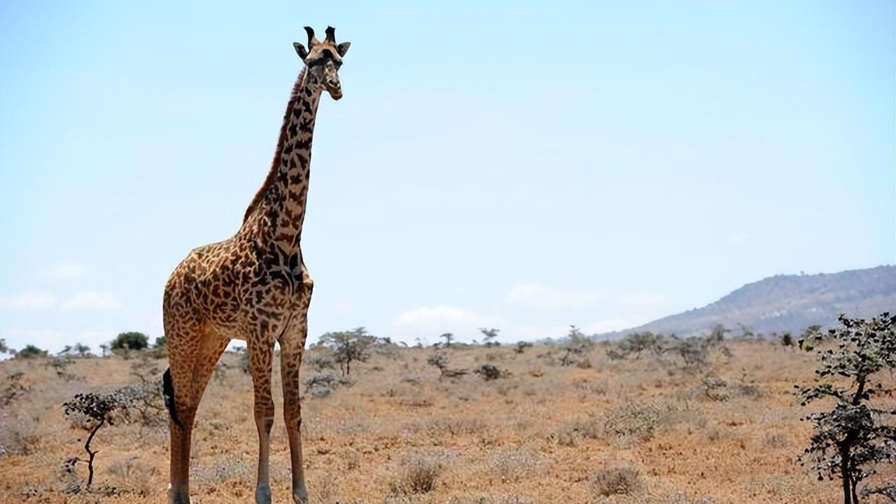 新的化石发现，揭示了长颈鹿为何脖子这么长的谜底，是怎么回事？