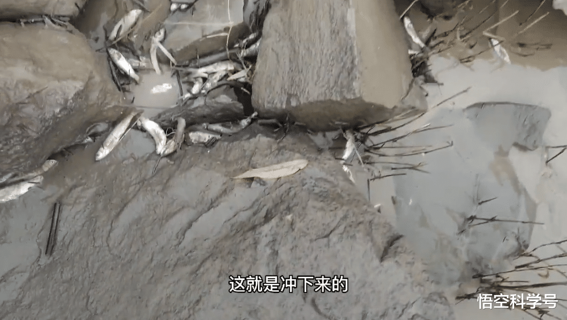 黄河小浪底大规模排沙,排到哪里去了?大量鱼被冲得撞死在石头上