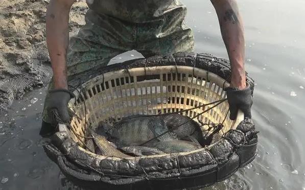 非法捕鱼|为什么在古代,人们即使饿死也不抓鱼吃?