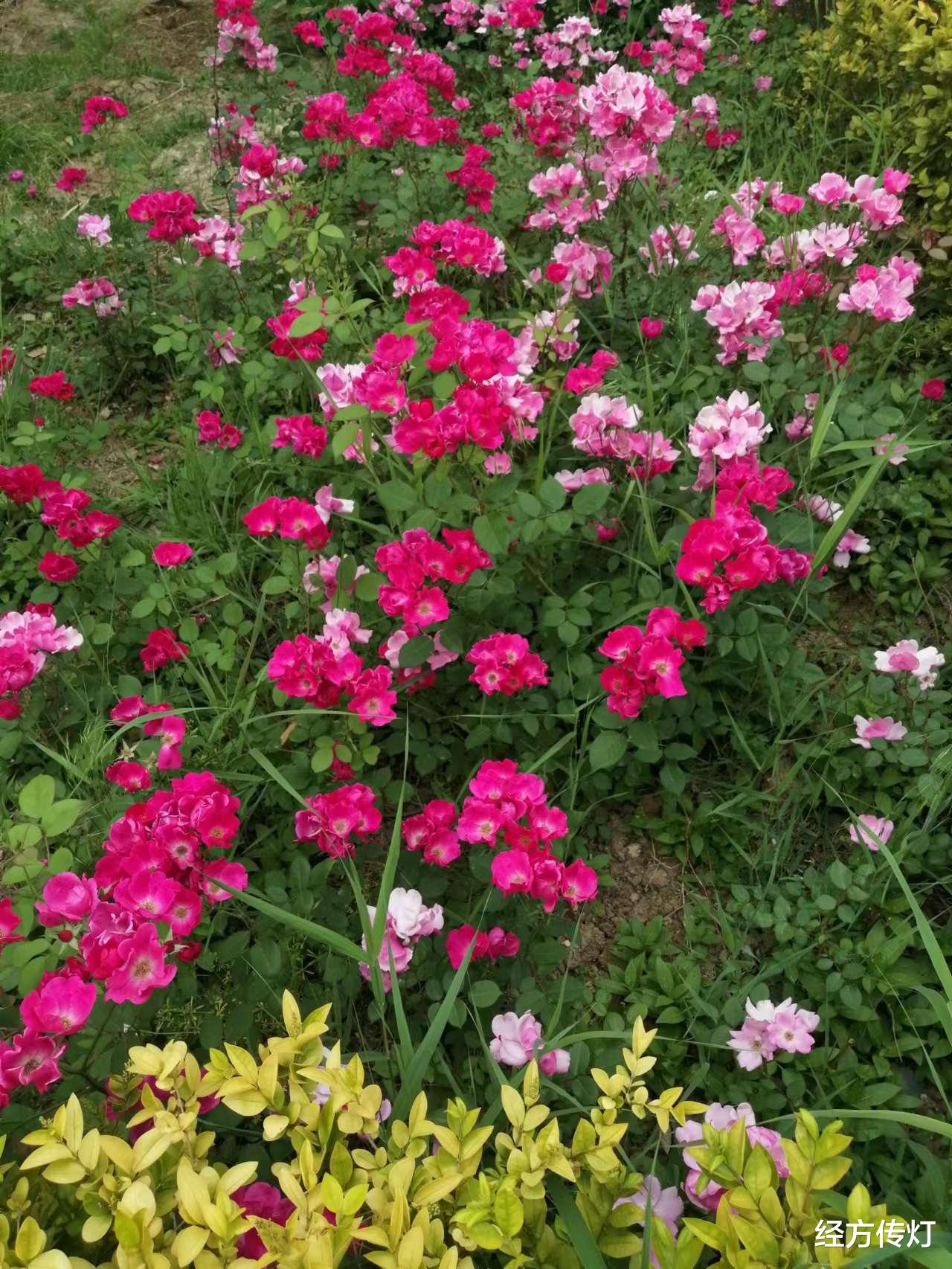 |《伤寒杂病论真解》之麻黄汤证