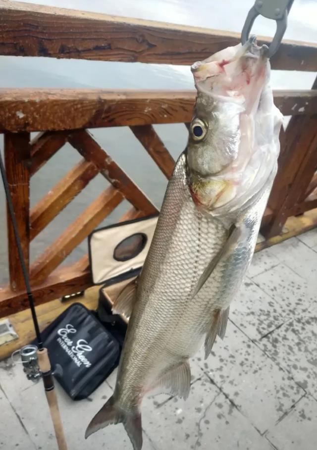 |4000钓一年，四川邛海翘嘴鱼招募令是智商税？看看当地钓友怎么说