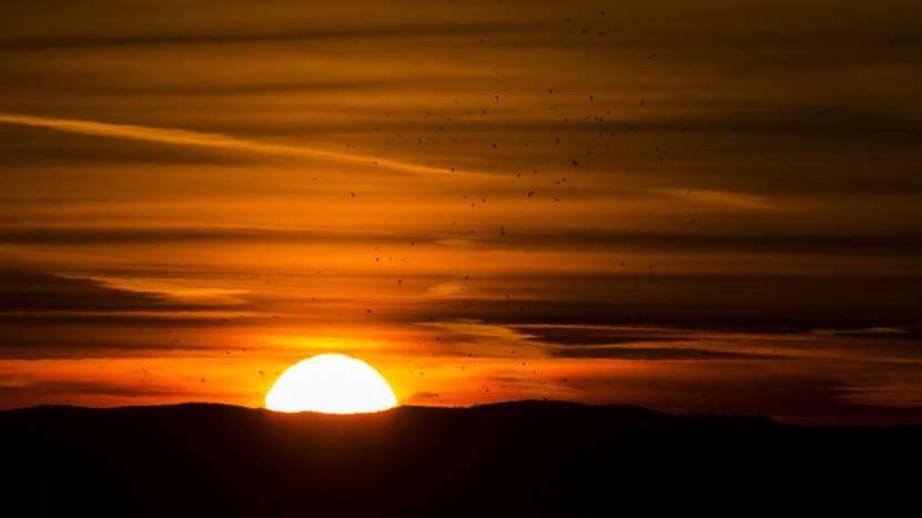 大枣|鱼摆摆博士：请问褪黑素真地能帮助睡眠吗？