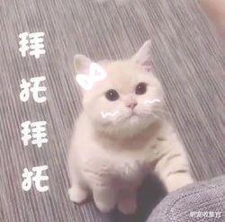 过年猫咪带不回去？做好这三件事，让猫咪舒舒服服的度过春节假期