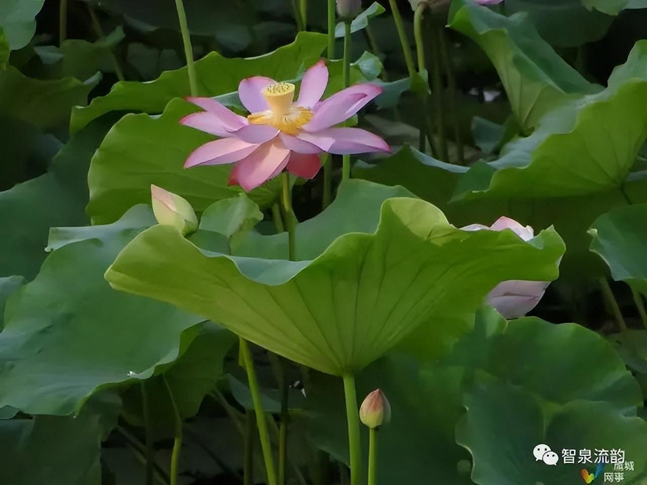 荷花|郭进拴|故乡的抱玉河