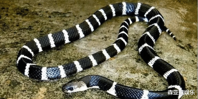 智商税|广东男子夜钓打瞌睡，银环蛇趴在他脚边睡着了，网友：与死神擦肩