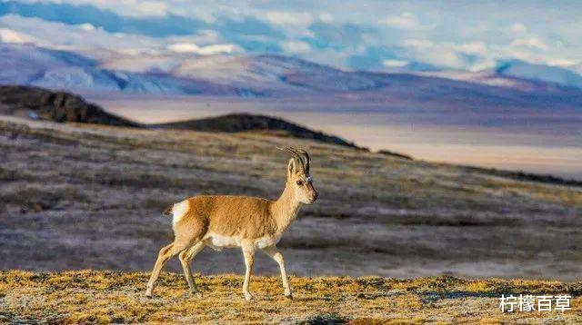 可可西里无人区有多恐怖?被称人类禁区,里面藏有哪些可怕生物?