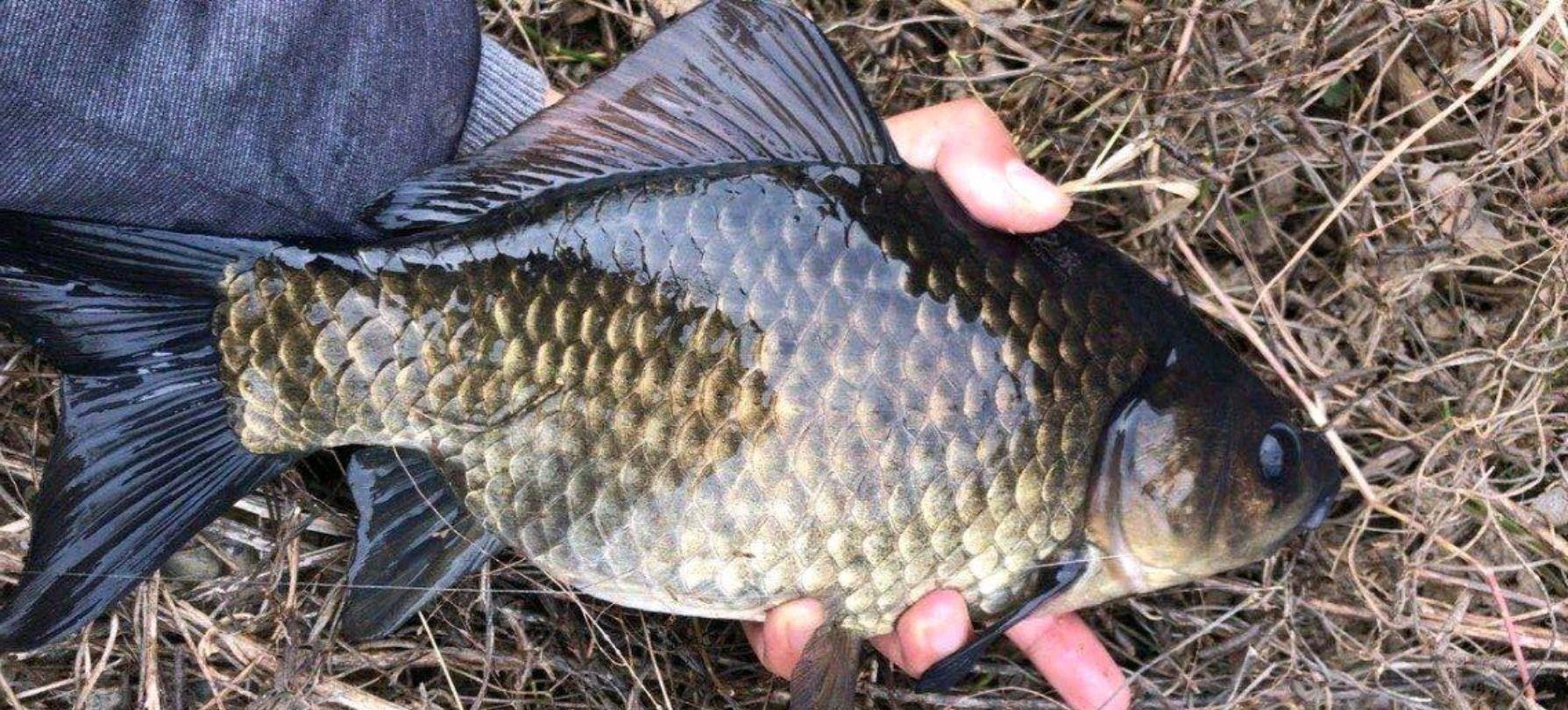 霜降|霜降过后降温明显,想要渔获满满不走空,这四个技巧助你一臂之力